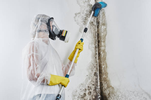 Professional Mold Inspection in Upland, IN